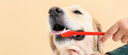 ¿Cada cuánto debo cepillarle los dientes a mi perro o gato?