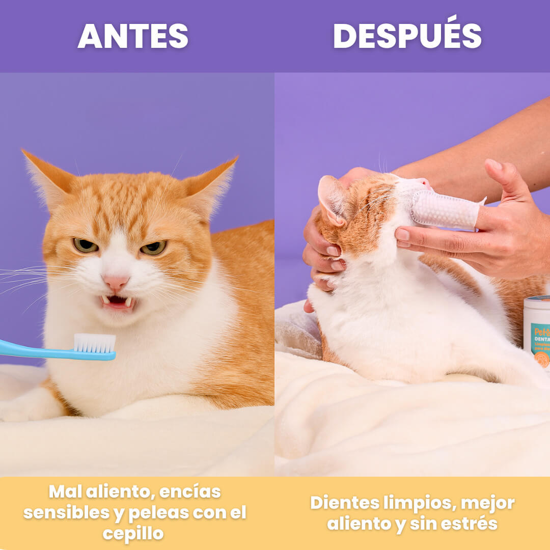 Pack Cat Clean