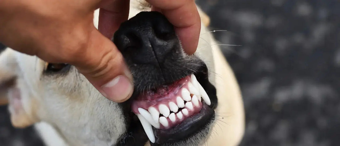 Cómo limpiar los dientes de mi perro sin cepillo (guía práctica y sin estrés)