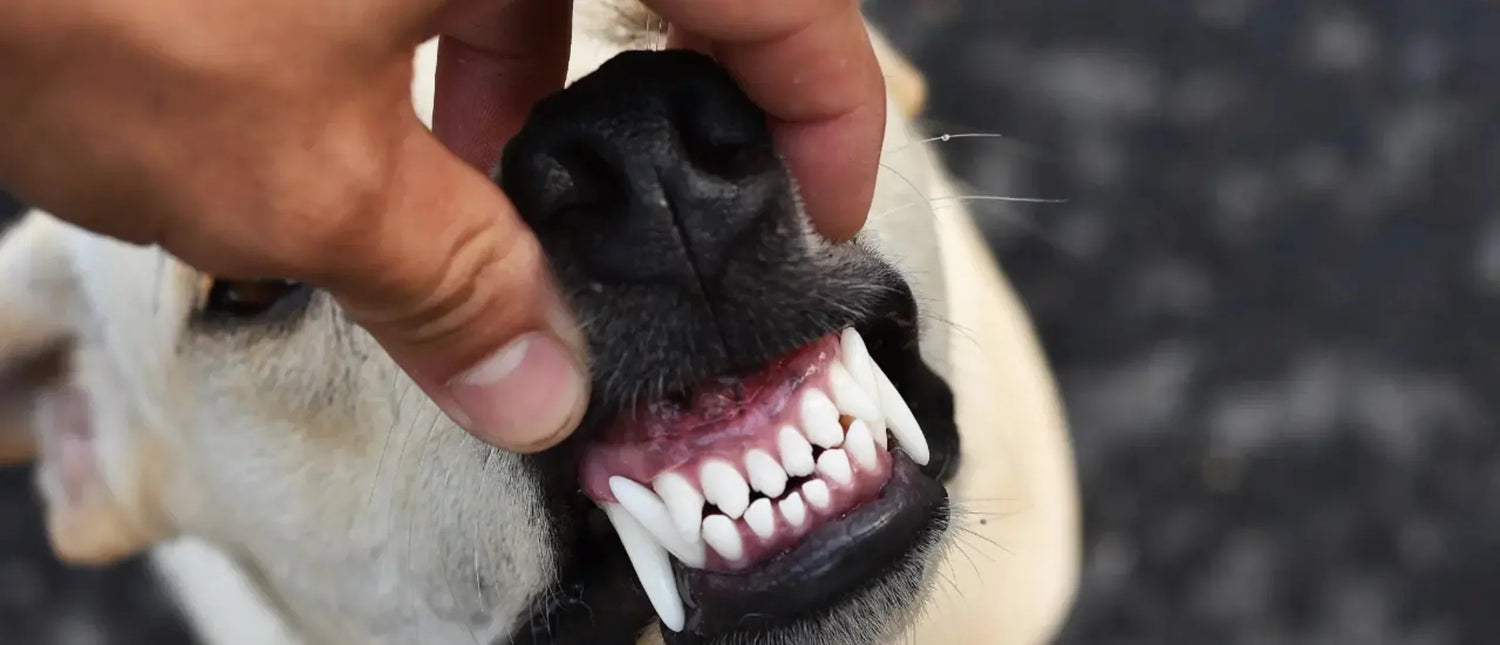 Cómo limpiar los dientes de mi perro sin cepillo (guía práctica y sin estrés)