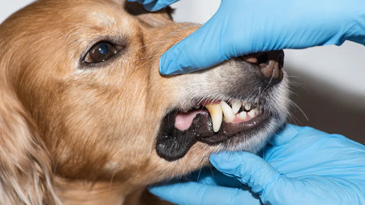 Veterinario con guantes revisando los dientes con sarro de un perro
