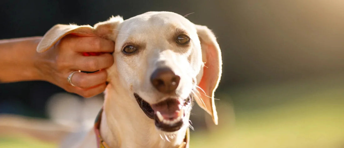 Cómo limpiar los oídos de tu perro correctamente y sin causar molestias