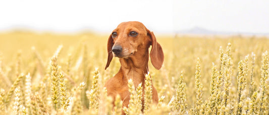 Espigas en Perros: La Amenaza Silenciosa del Verano que Todo Tutor Debe Conocer