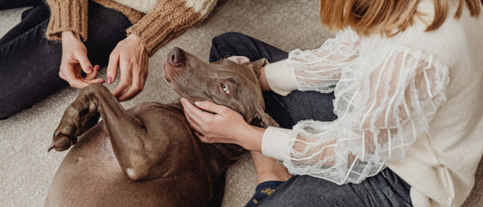 MeetMyPet: Conoce las historias que nos inspiran cada día