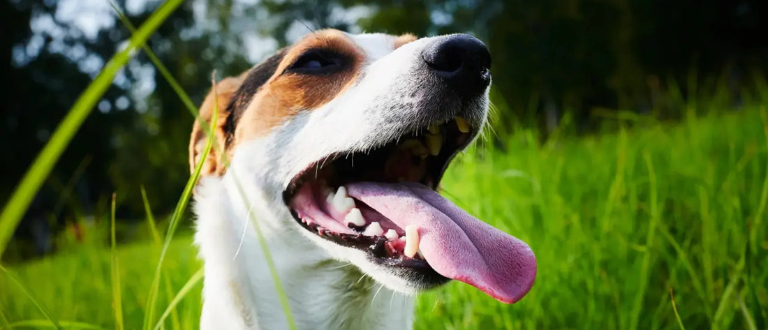 Mal aliento en perros: causas reales y cómo quitarlo sin estrés