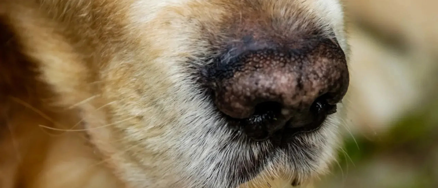 Nariz seca en perros: causas y cómo hidratarla