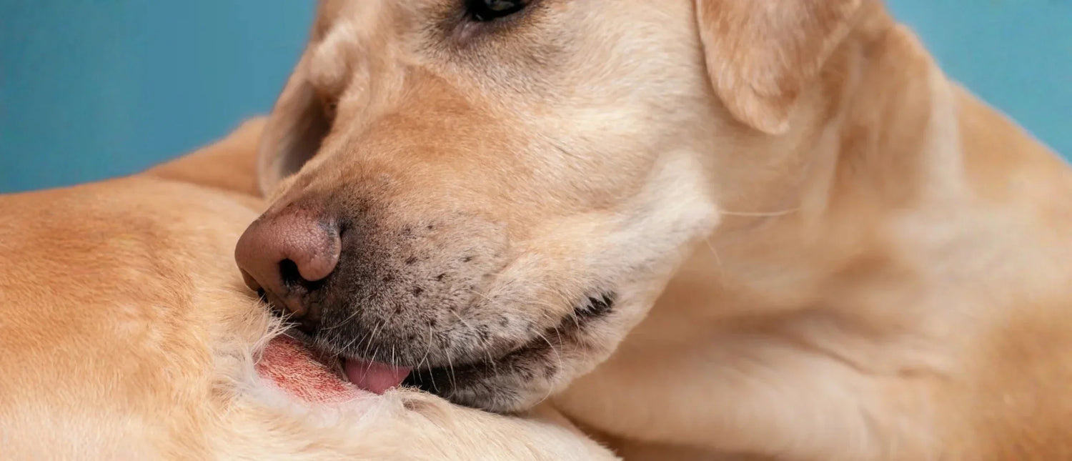 Piel sensible en perros: cómo bañarlos sin irritar su piel