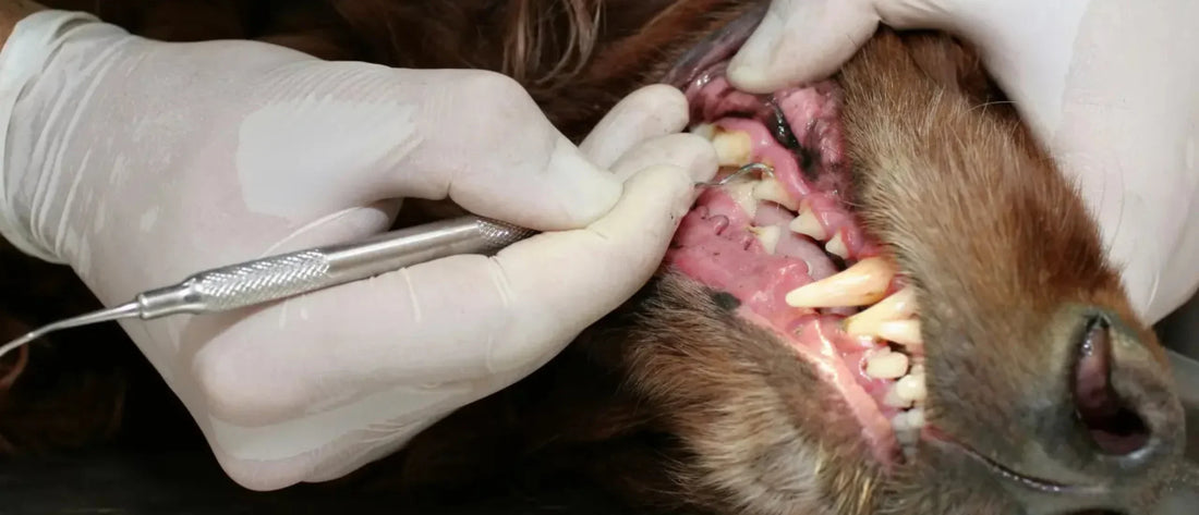 Placa bacteriana en perros: qué es, cómo se forma y cómo eliminarla