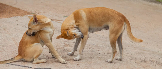 Pulgas y garrapatas en perros: cómo prevenirlas de forma natural y segura