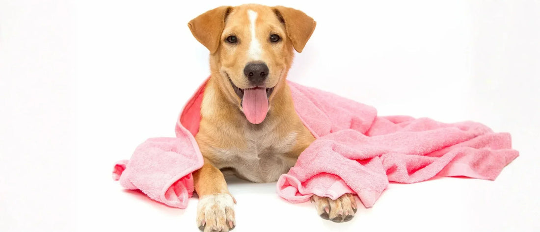 Qué productos de higiene necesita realmente tu mascota: kit básico y cuidados esenciales