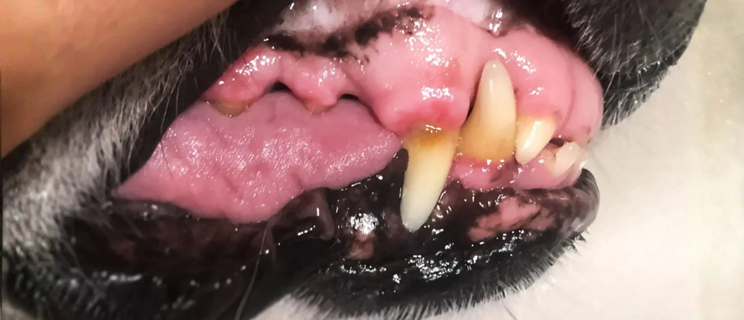 Sarro en perros: cómo identificarlo, prevenirlo y eliminarlo sin estrés