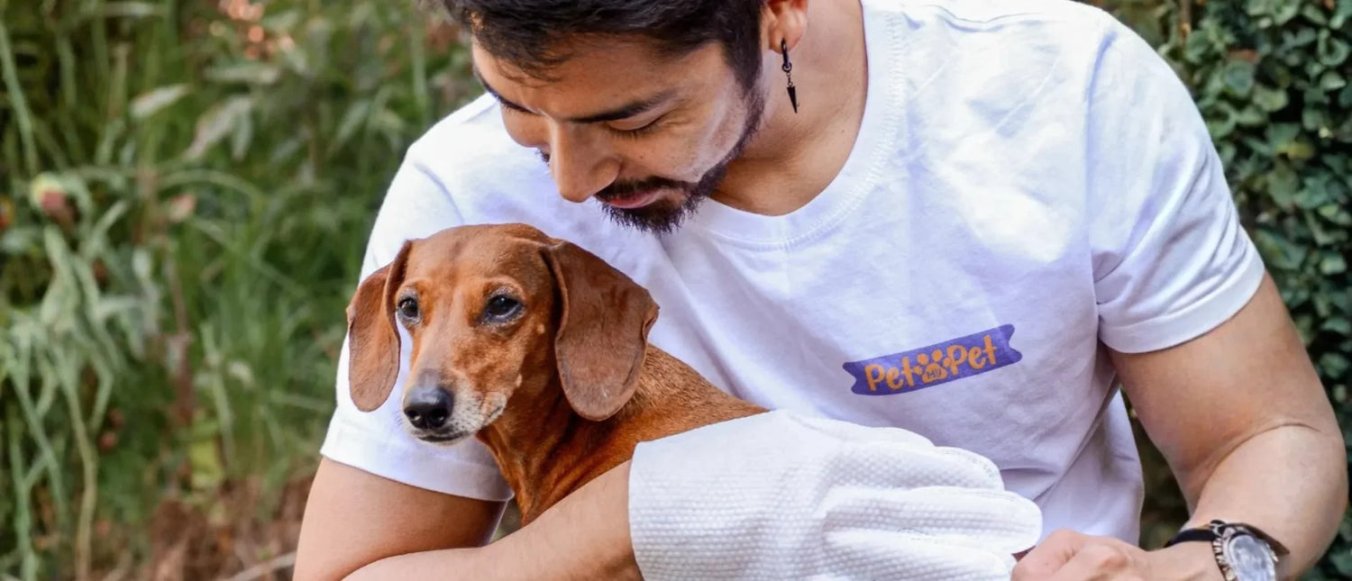 Rutina de higiene diaria para perros: cuidado rápido y sin estrés