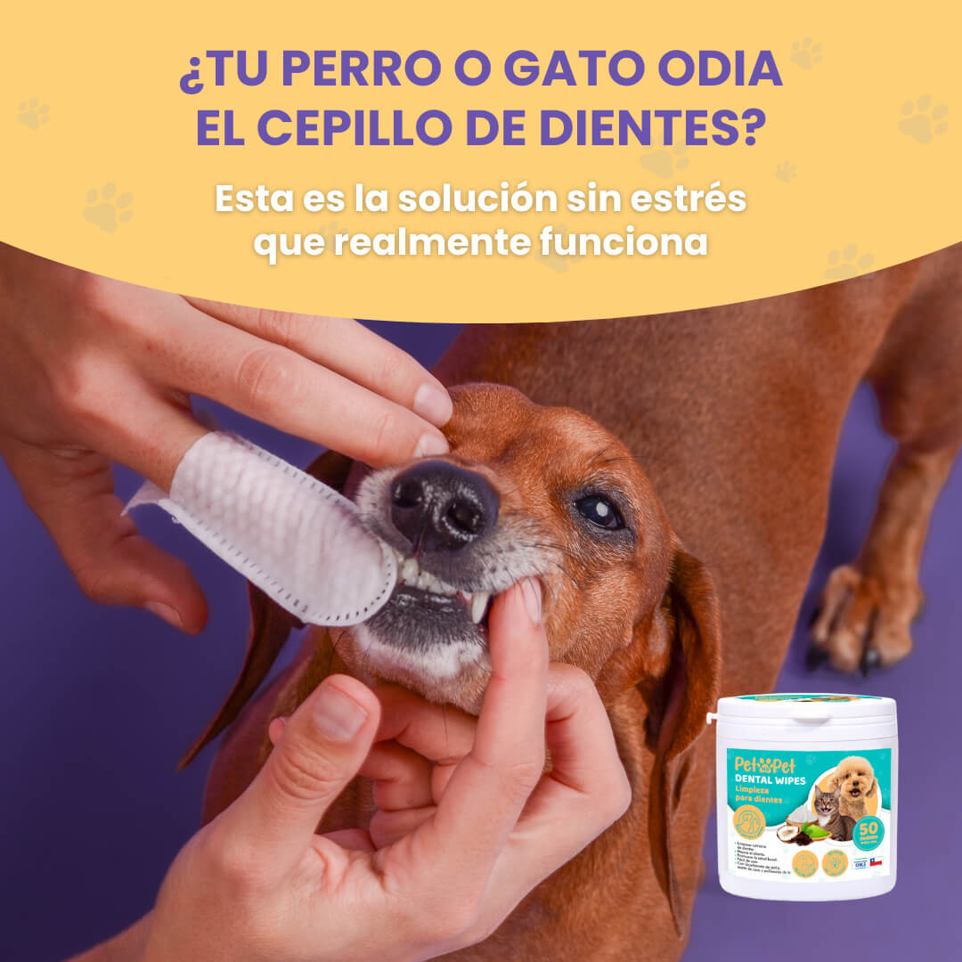 Dental Wipes